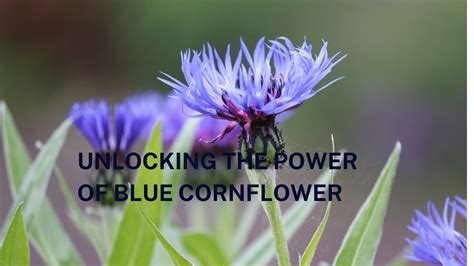 A Guide to Cornflower Blue Witchcraft: Unveiling Surefire Rituals for Phenomenal Results